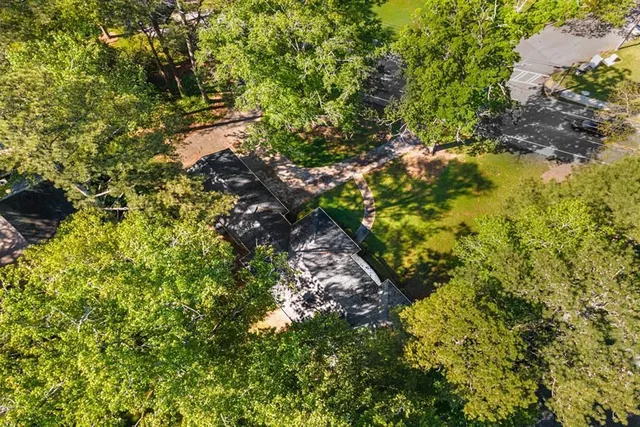 a view of a tree in a garden