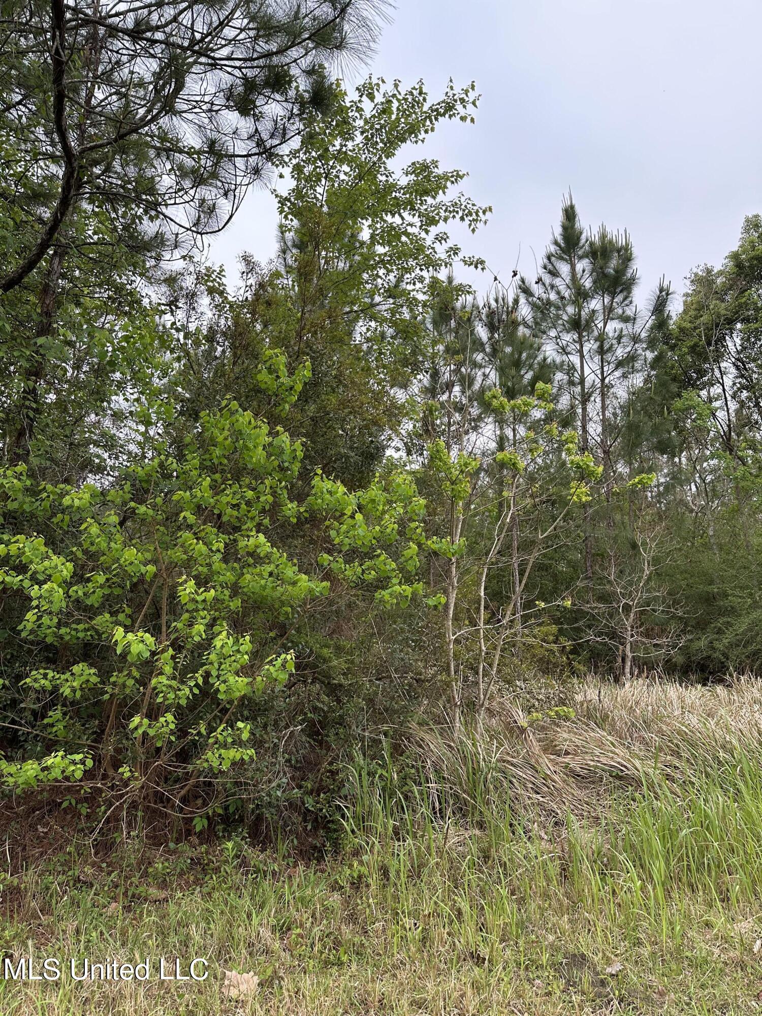 0 Carter Road Ocean Springs, MS 39564 - Photo 1 of 5 IMG_0874