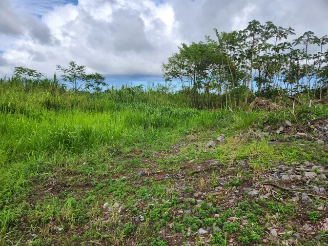 a close up of a plant in a garden