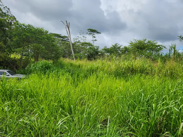 a backyard of a house with lots of green space and plants