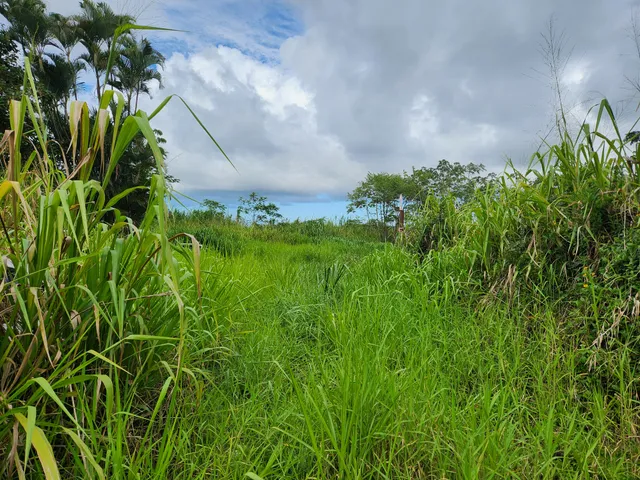 a close up of a plant in a garden