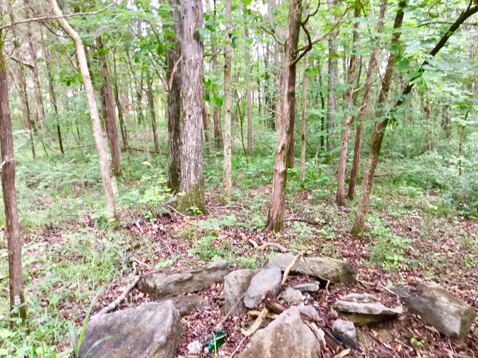 Gallery Image 7