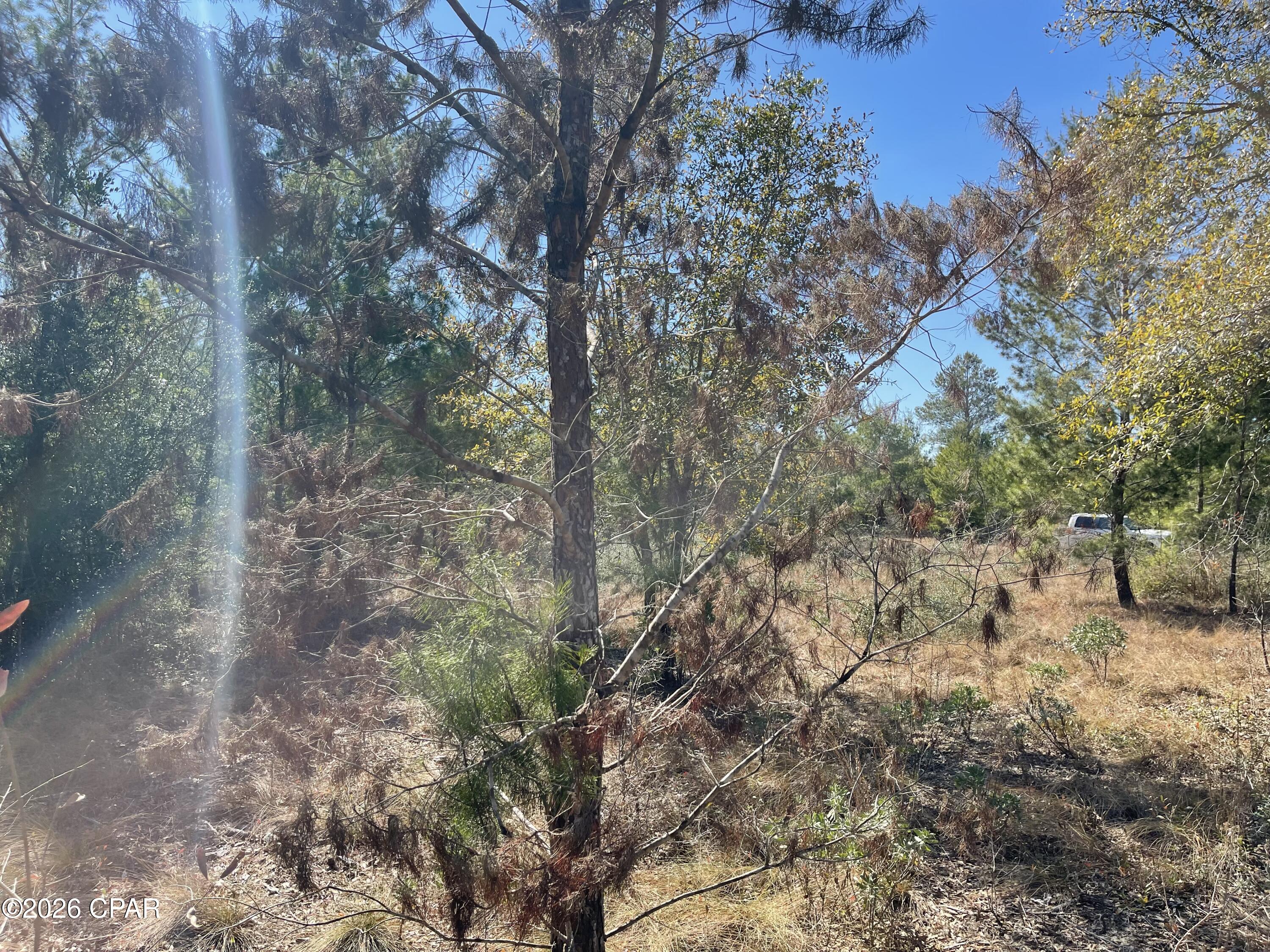 0 Velvet Drive Chipley, FL 32428 - Photo 11 of 14