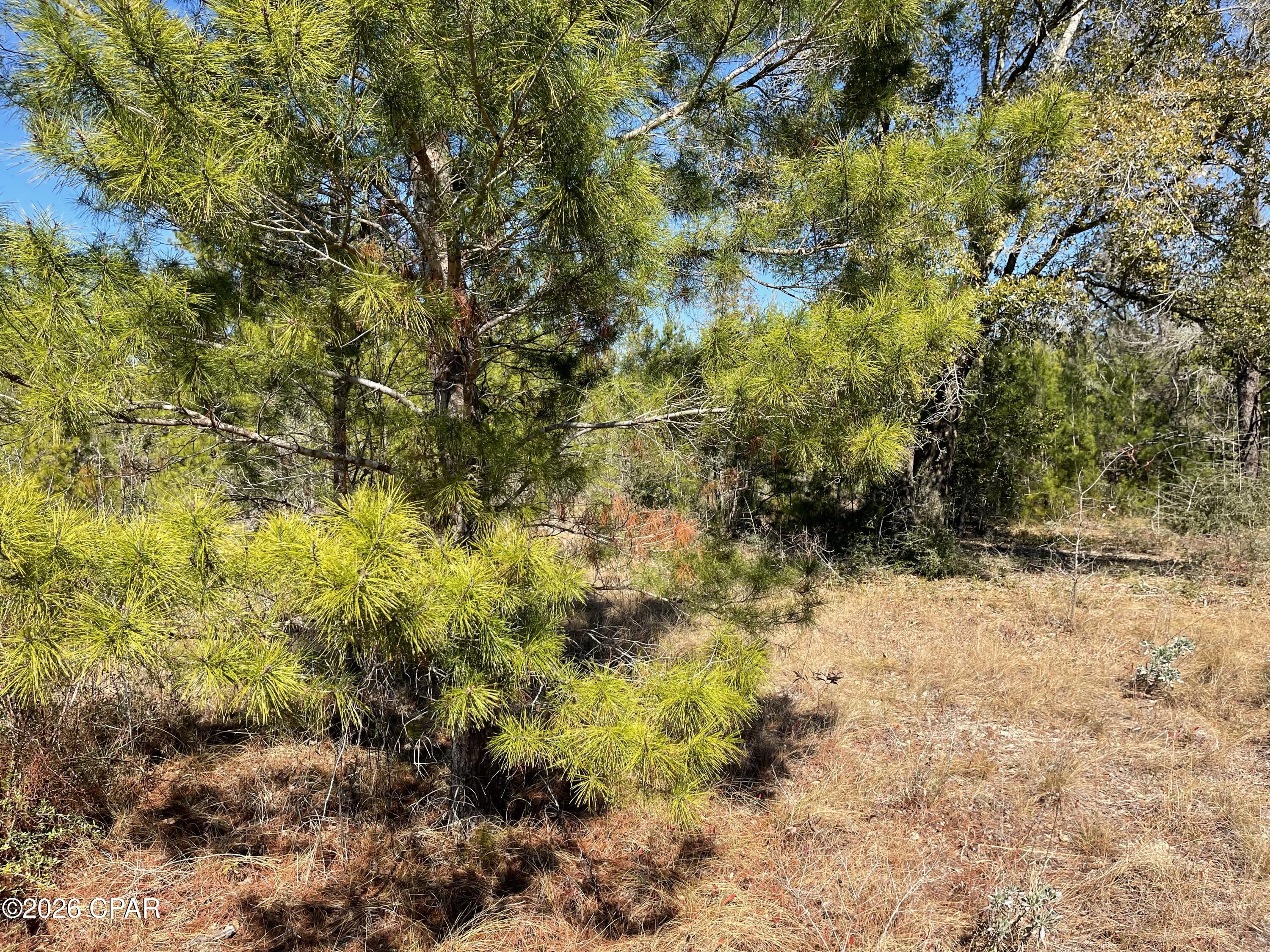 0 Velvet Drive Chipley, FL 32428 - Photo 6 of 14