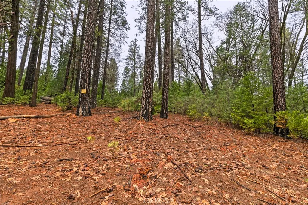 0 Christina Drive Magalia, CA 95954 - Photo 18 of 18 a view of outdoor space with trees