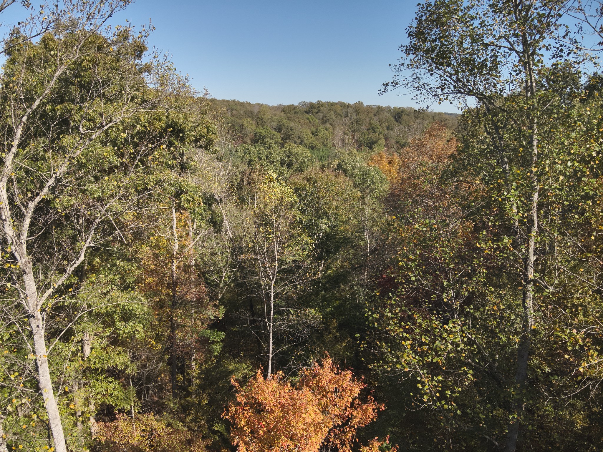 0 Owl Hollow Road Linden, TN 37096 - Photo 15 of 28 Gallery Image 15