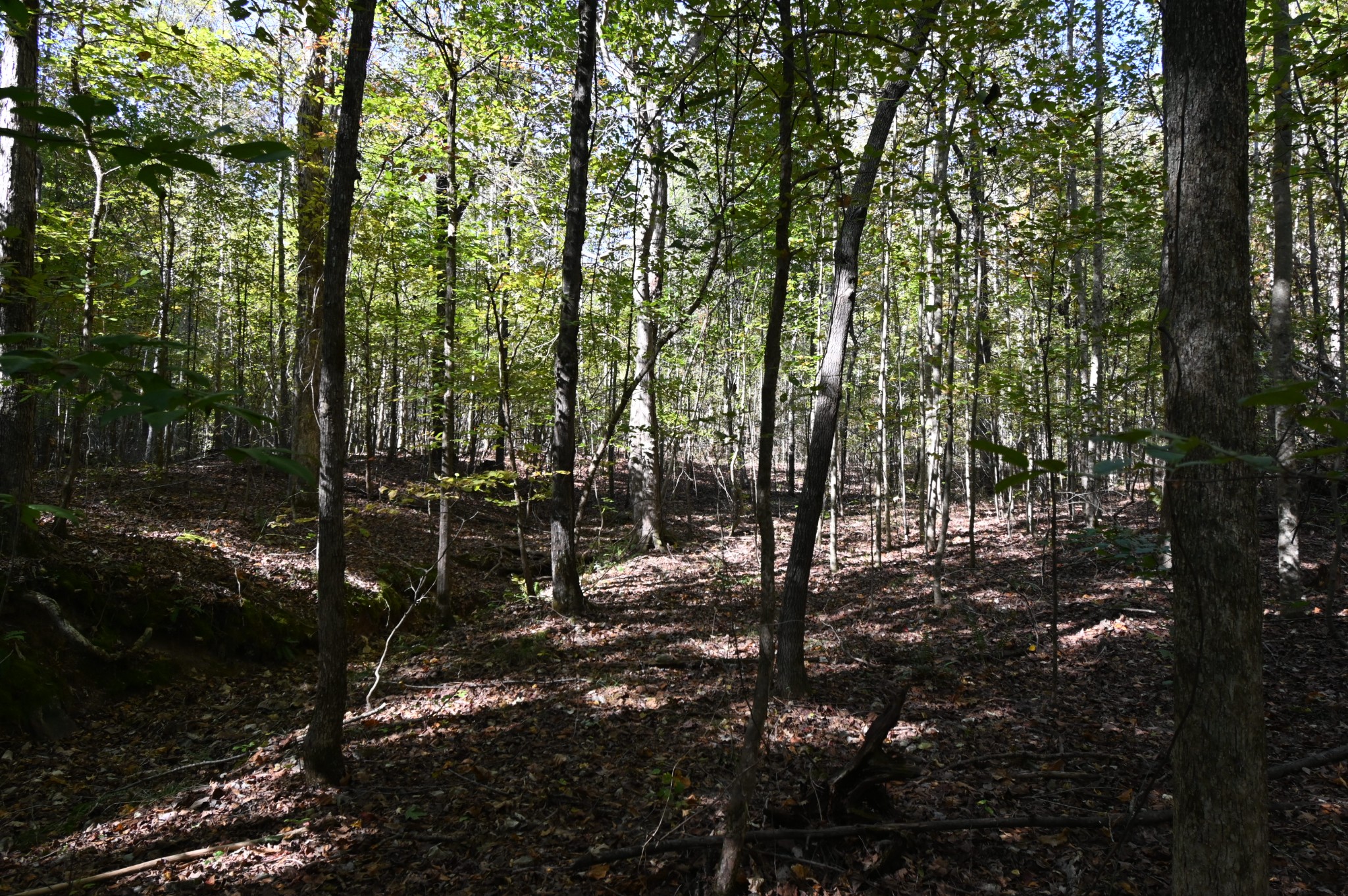 0 Owl Hollow Road Linden, TN 37096 - Photo 20 of 28 Gallery Image 20