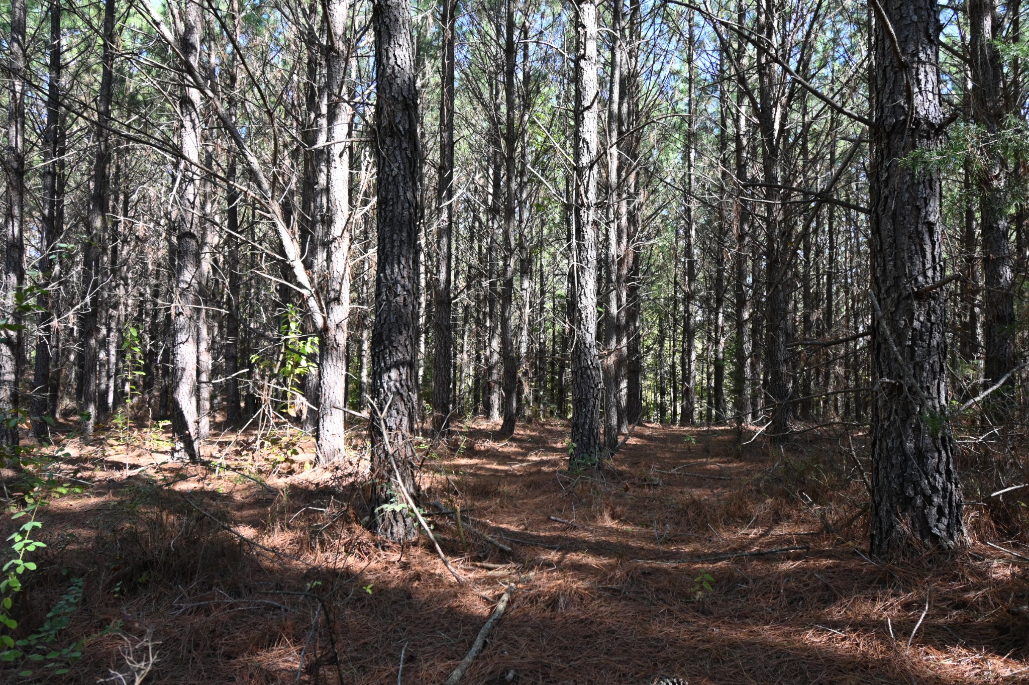 0 Owl Hollow Road Linden, TN 37096 - Photo 21 of 28 Gallery Image 21