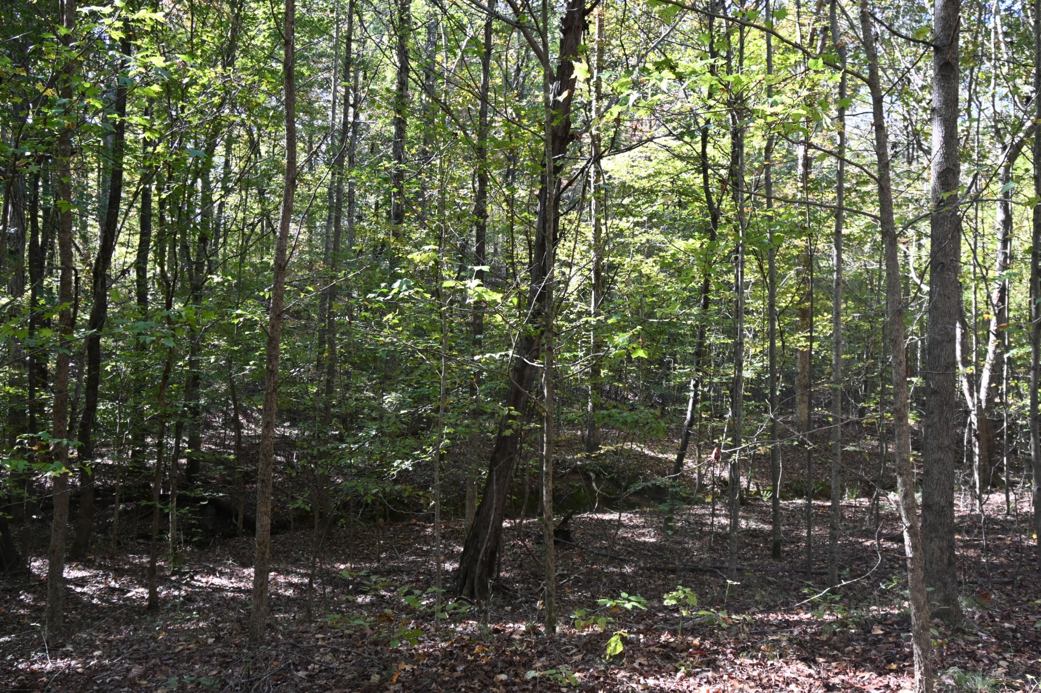 0 Owl Hollow Road Linden, TN 37096 - Photo 23 of 28 Gallery Image 23
