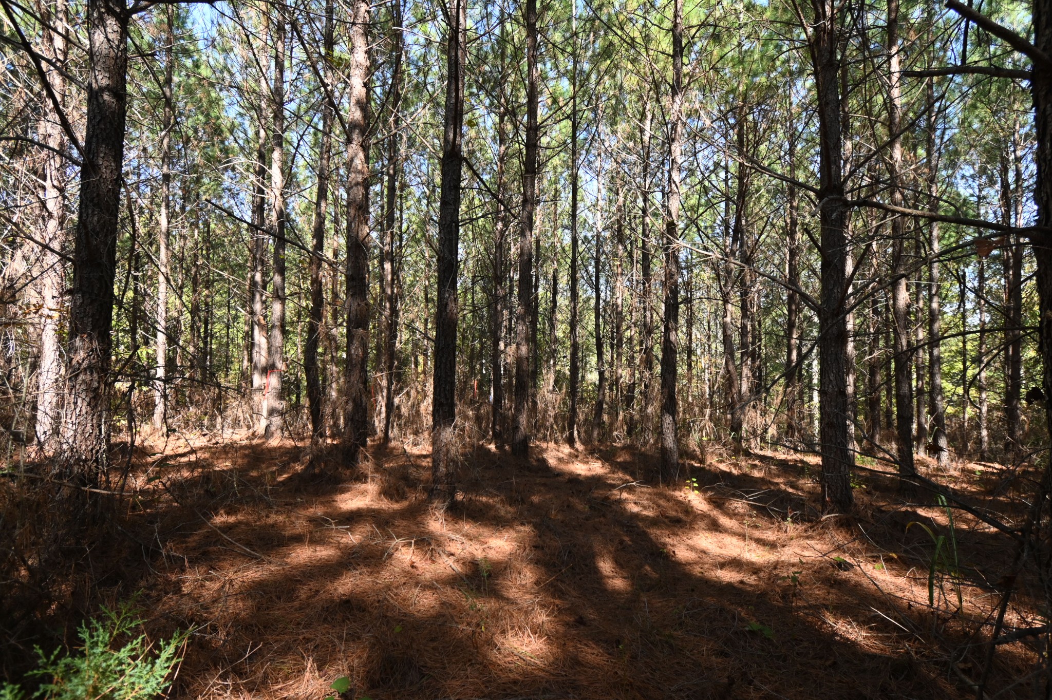 0 Owl Hollow Road Linden, TN 37096 - Photo 25 of 28 Gallery Image 25
