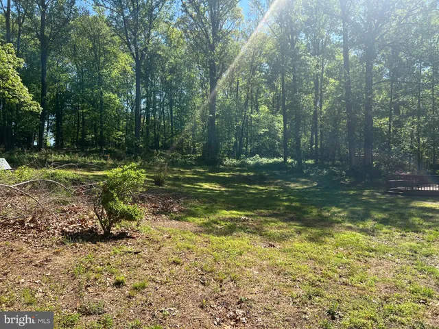a view of a tree in the middle of a yard