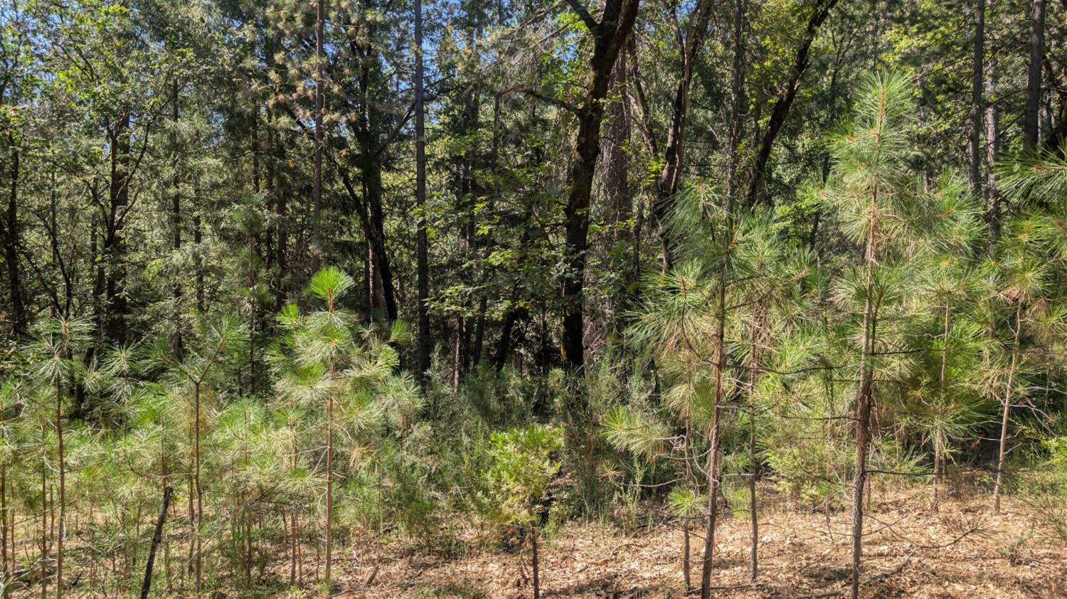 0 South Manzanita Hills Road Colfax, CA 95713 - Photo 10 of 15