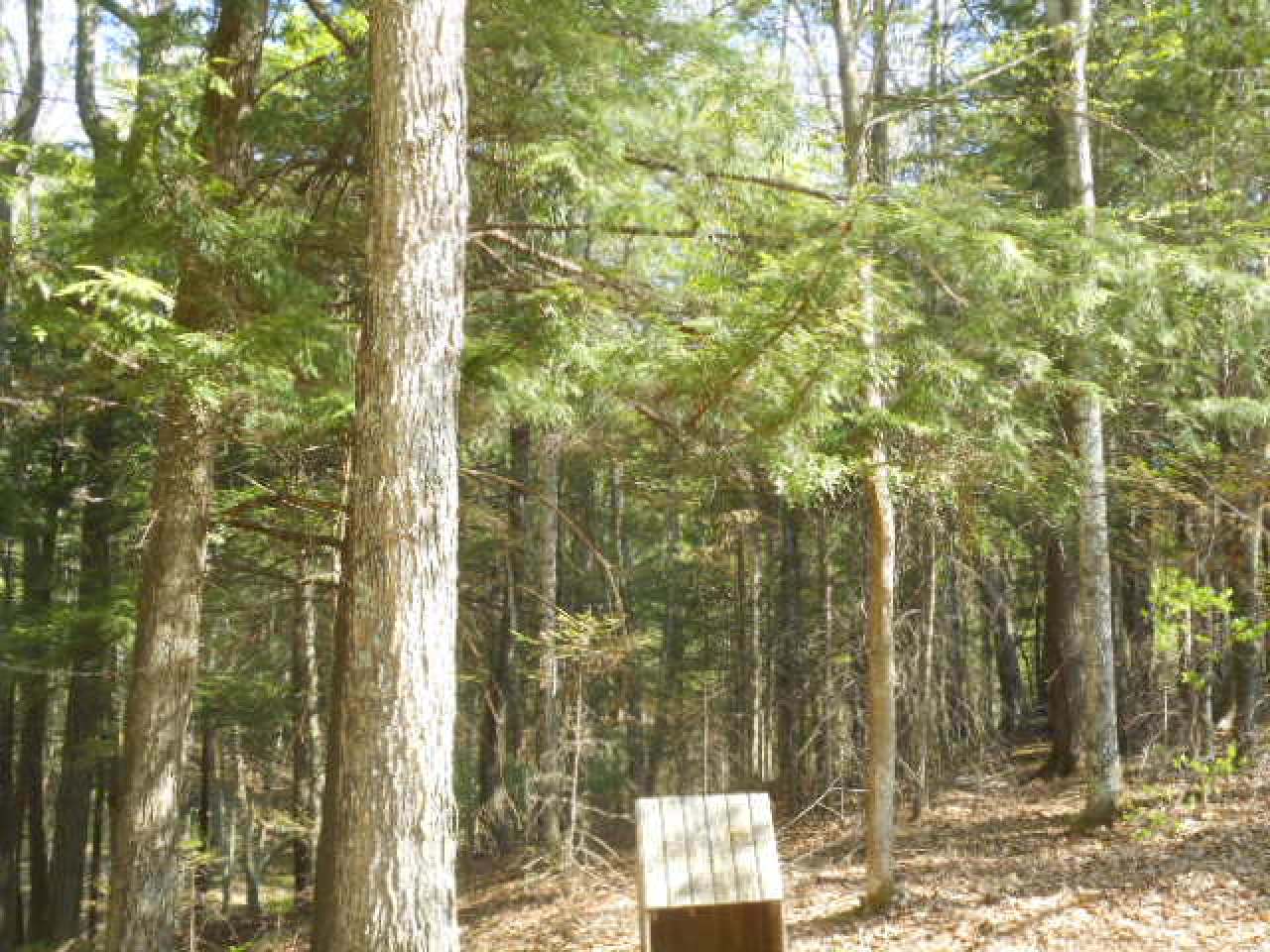 N10532 Walleye Road Pearson, WI 54462 - Photo 4 of 24 Gallery Image 4