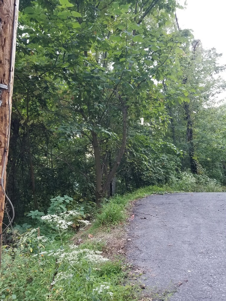 1 Overholt Trail Sevierville, TN 37862 - Photo 3 of 7