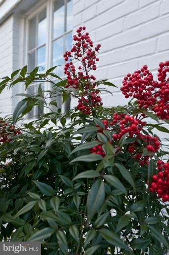 7916 Ruxway Road Towson, MD 21204 - Photo 14 of 20 Beautiful landscaping, year-round!