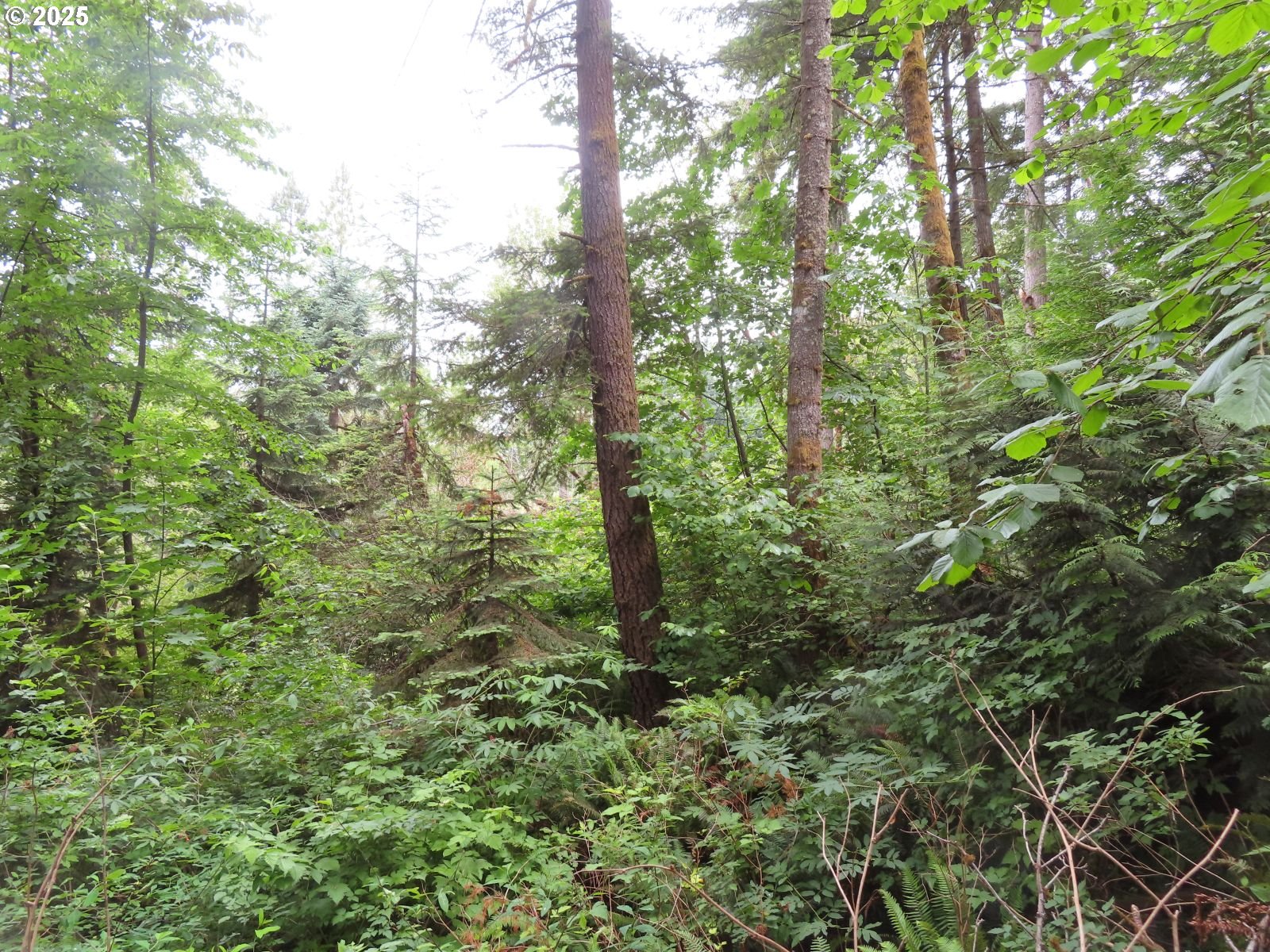 21720 Zenkner Valley Road Centralia, WA 98531 - Photo 10 of 17