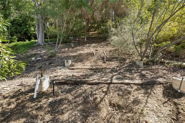 a view of a yard with plants and large trees