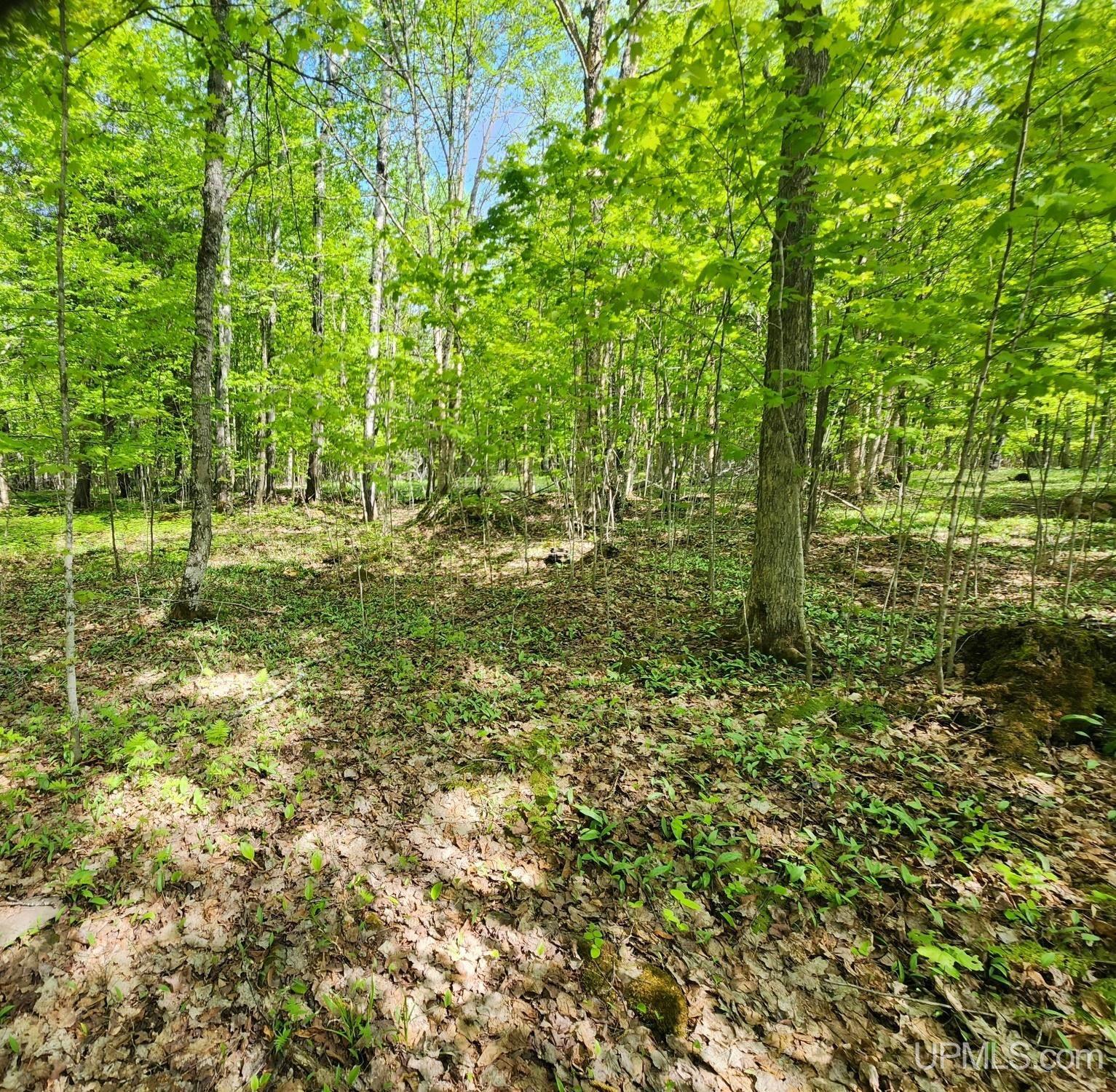 Lot 18 University Road Iron River, MI 49935 - Photo 11 of 36 Gallery Image 11
