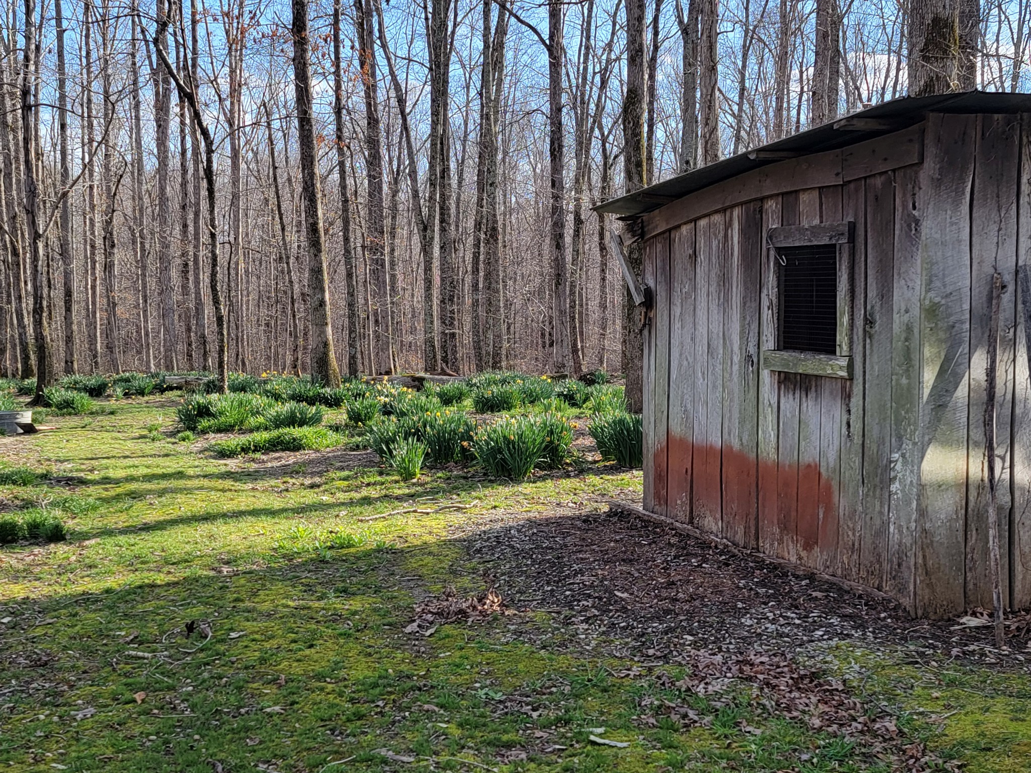 791 Jason Chapel Road Dickson, TN 37055 - Photo 8 of 27 a view of a backyard with pathway
