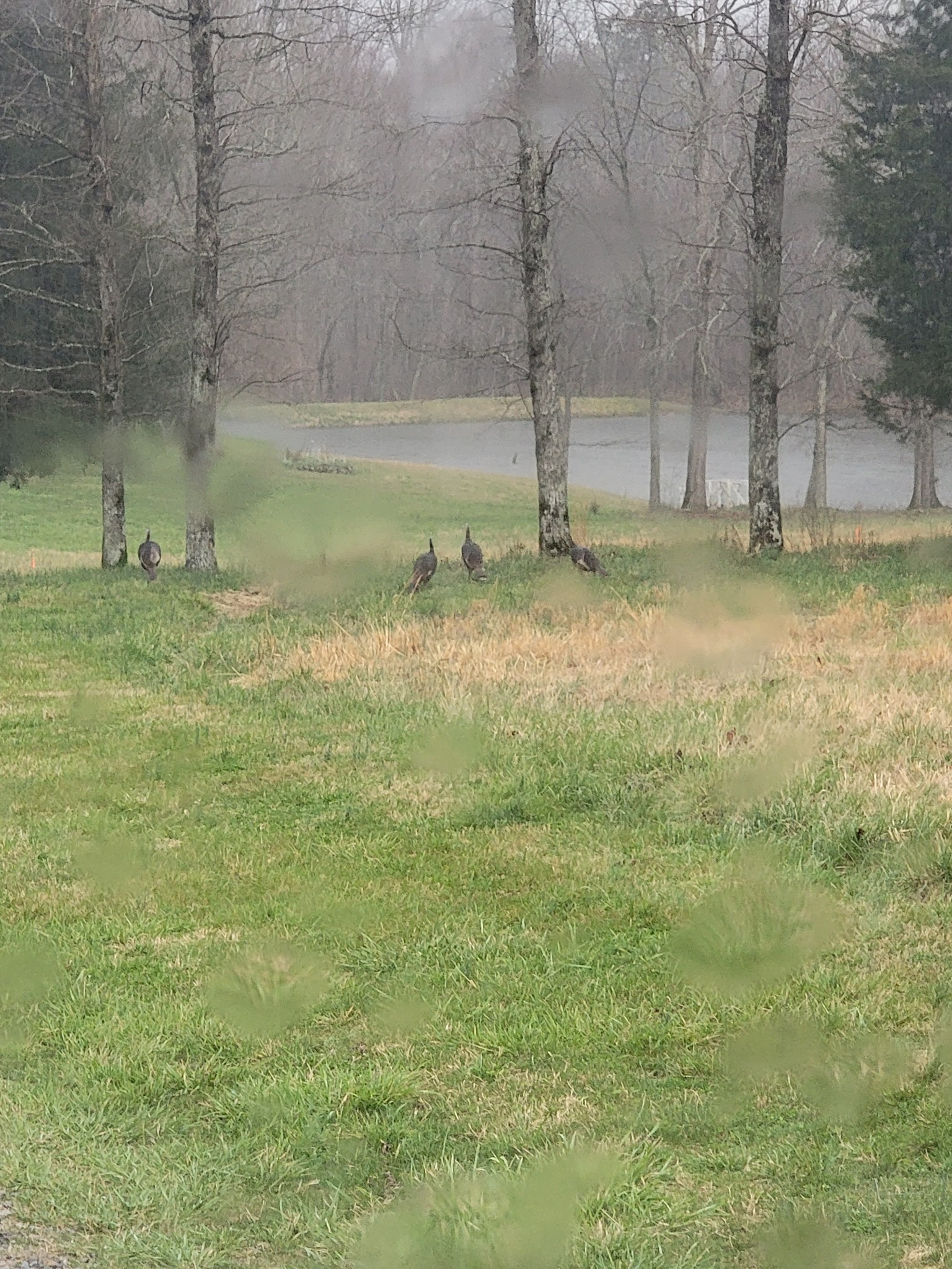 791 Jason Chapel Road Dickson, TN 37055 - Photo 9 of 27 a view of a yard