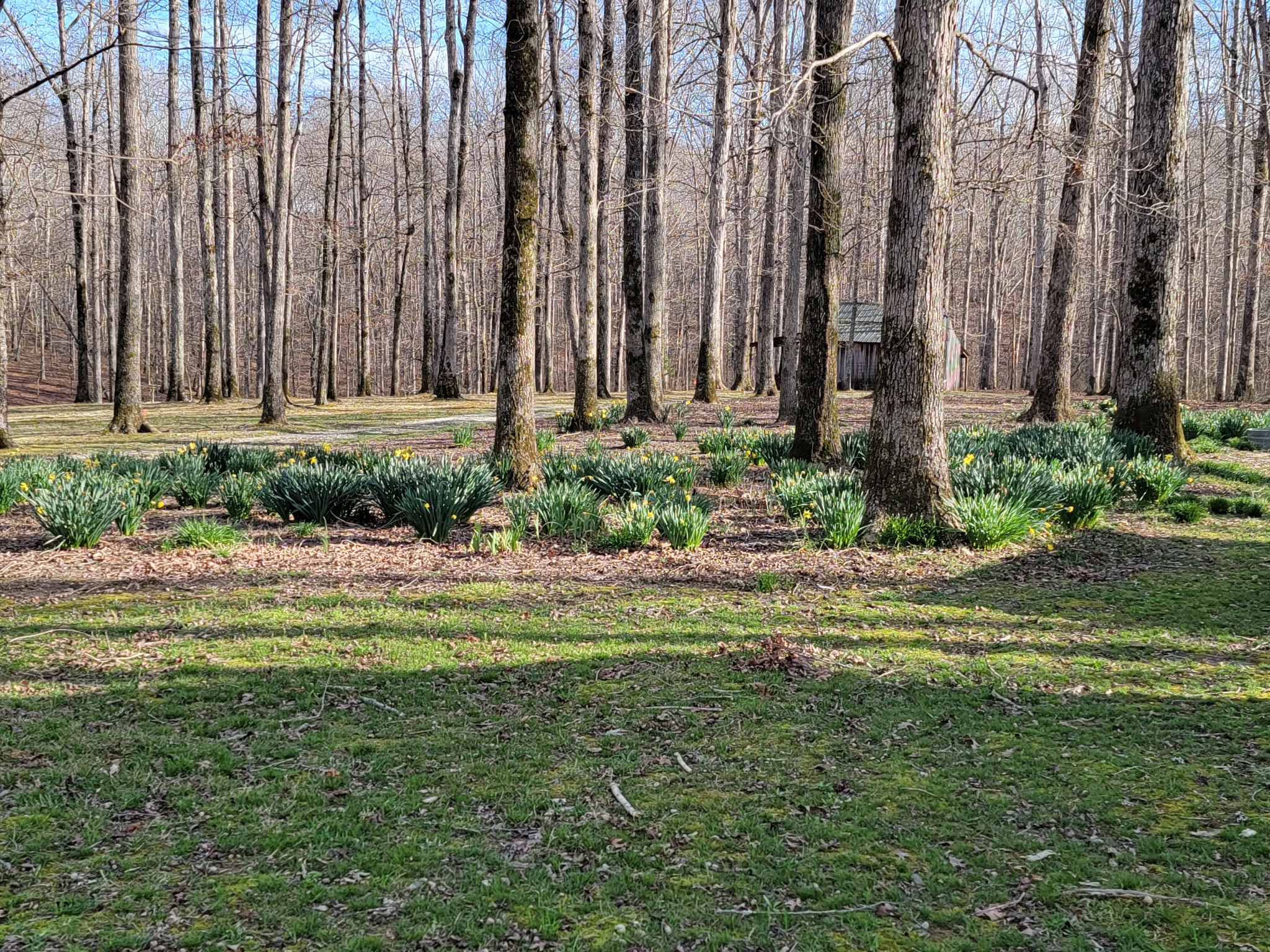 791 Jason Chapel Road Dickson, TN 37055 - Photo 10 of 27 a view of a backyard with potted plants and large tree