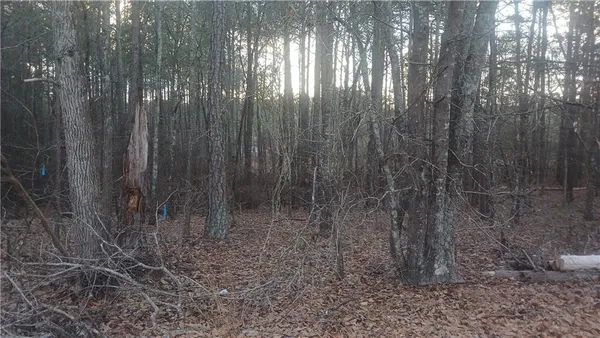 a view of a yard with lots of trees