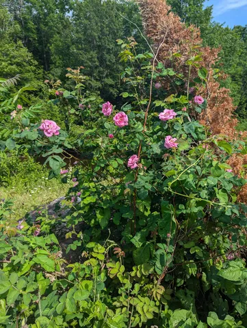 $241,000 | 14 McNeil Road, Sumner, ME 04292