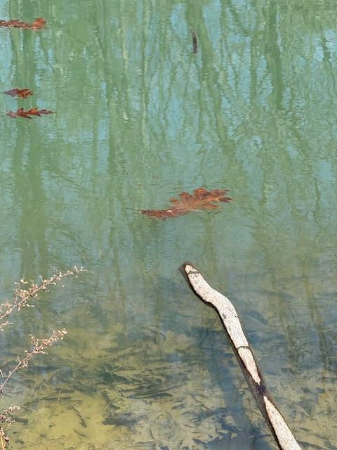 M6-l24f West River Road Augusta, ME 04330 - Photo 16 of 29 Pond with fish