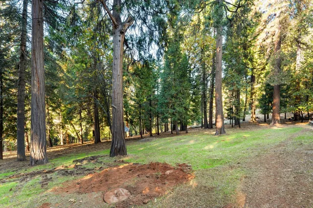 a view of a trees in a park
