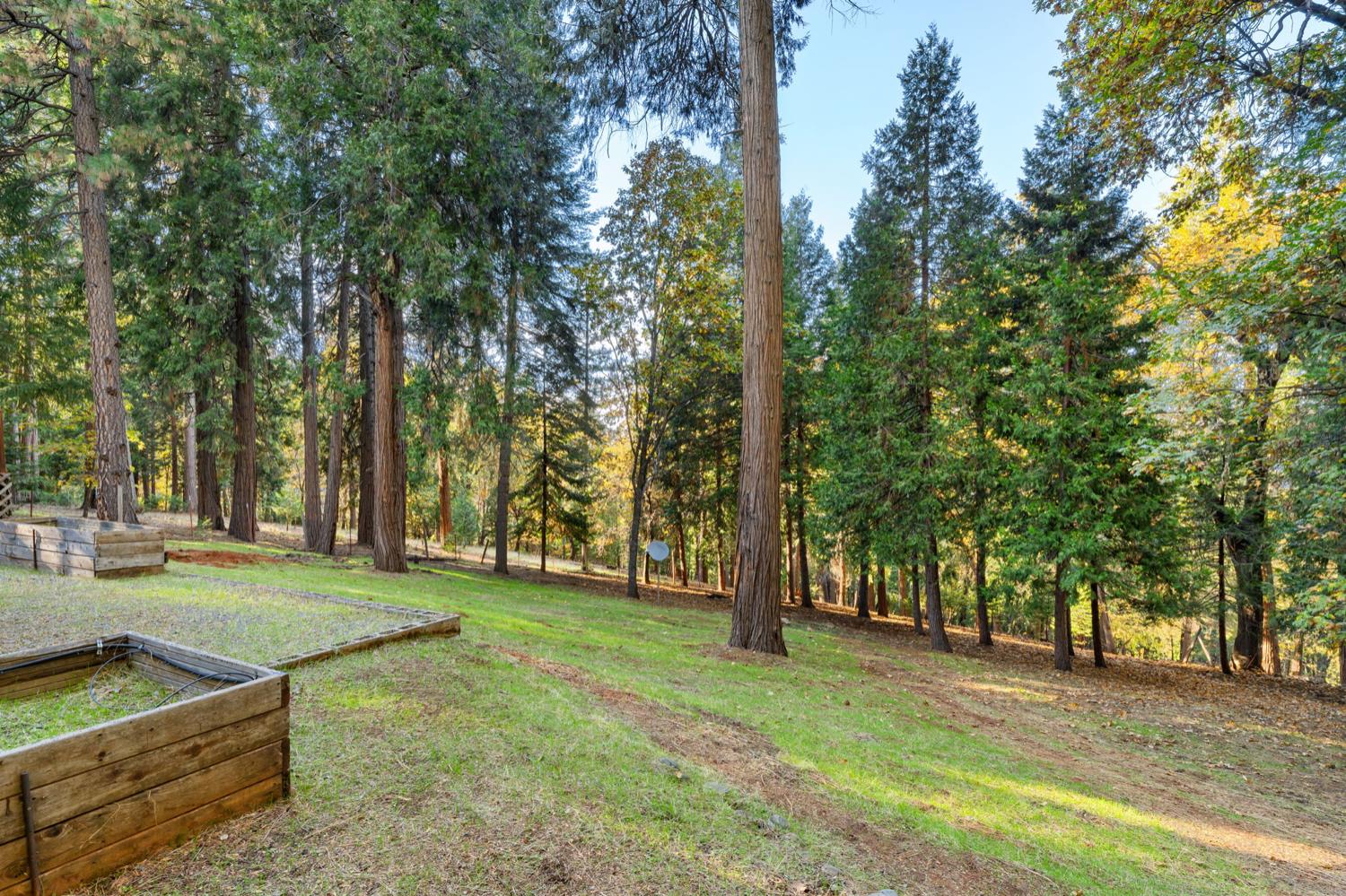 5819 Lynx Trail Pollock Pines, CA 95726 - Photo 24 of 34 a view of a park with large trees