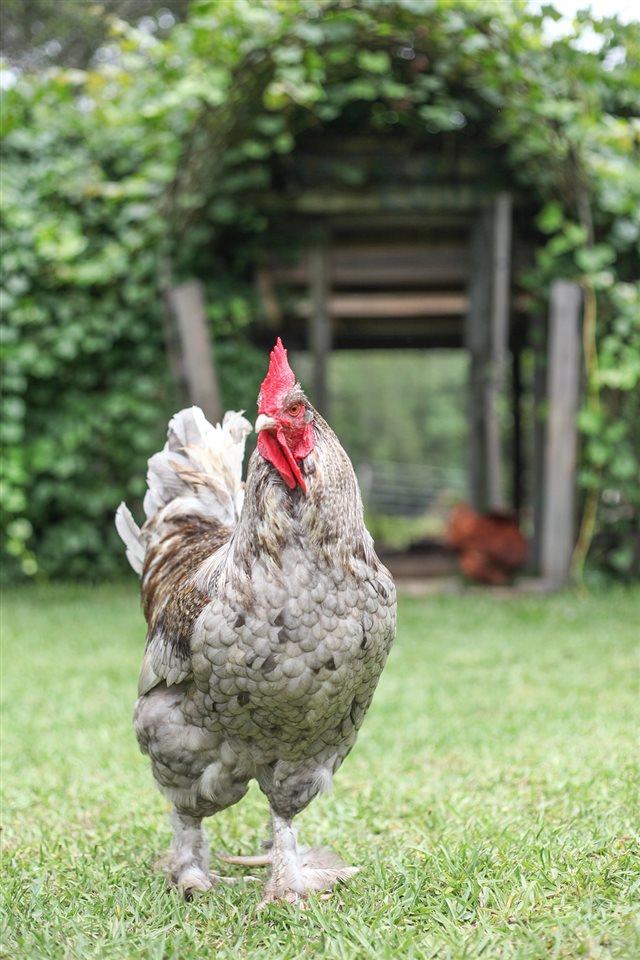 2950 Stefani Road Cantonment, FL 32533 - Photo 37 of 49 King of the Roost