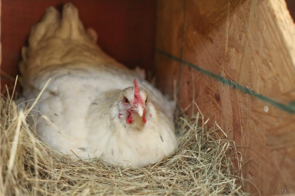 2950 Stefani Road Cantonment, FL 32533 - Photo 40 of 49