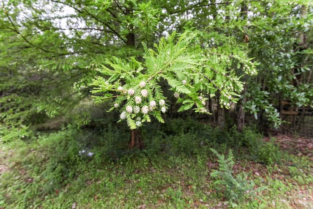 2950 Stefani Road Cantonment, FL 32533 - Photo 46 of 49