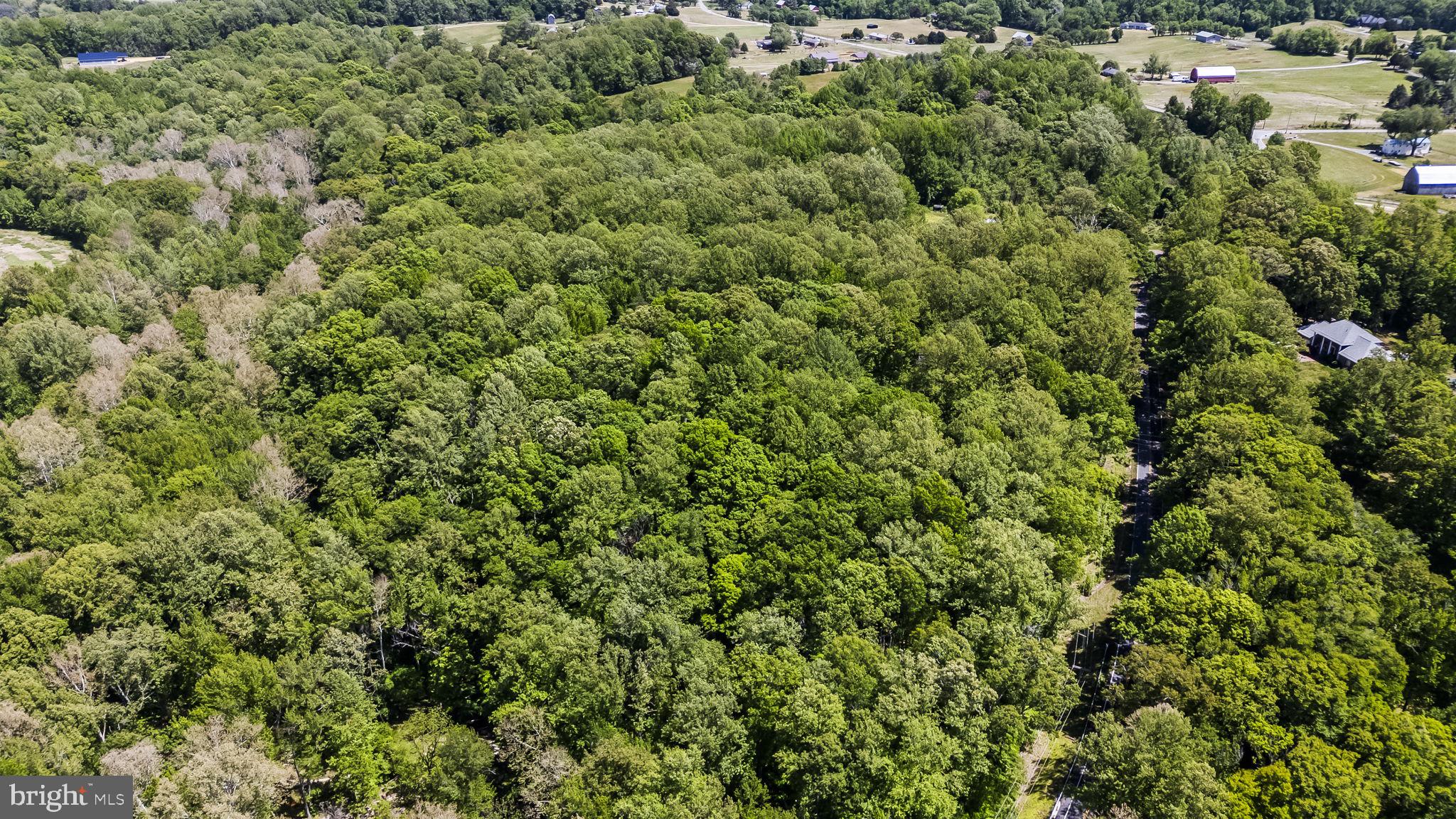15690 Nelson Perrie Road Brandywine, MD 20613 - Photo 3 of 19 view of a lush green forest with lots of trees