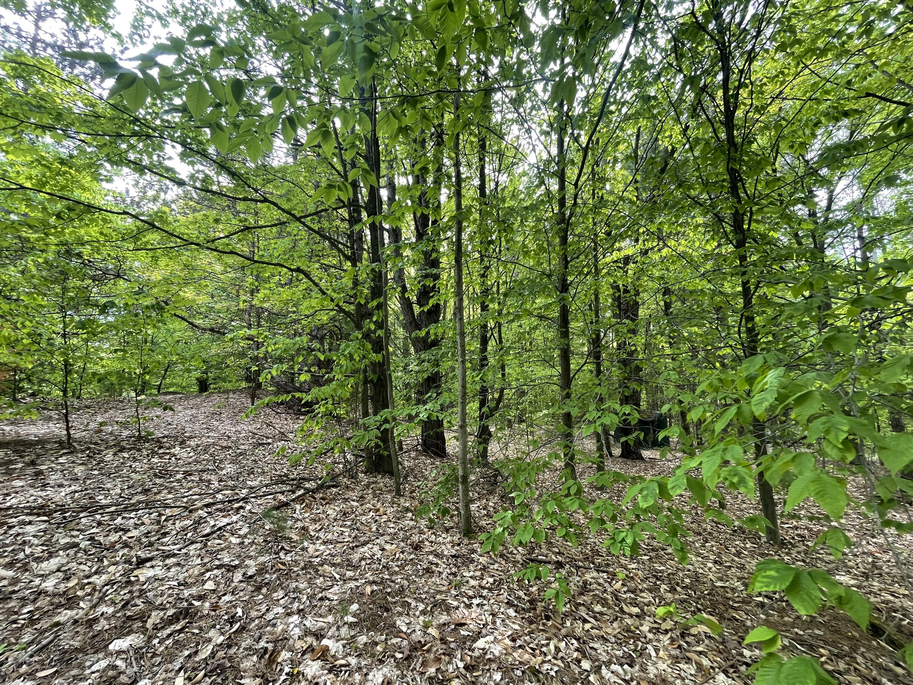 7461 King Road Benzonia, MI 49616 - Photo 26 of 30 18