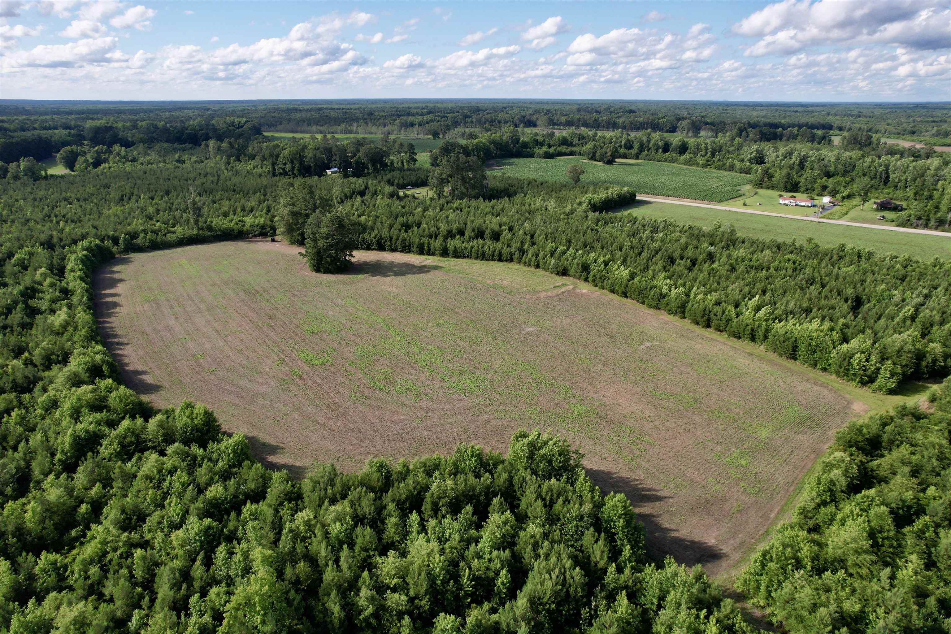 85-acres - Muddy Creek Road Hemingway, SC 29554 - Photo 16 of 31
