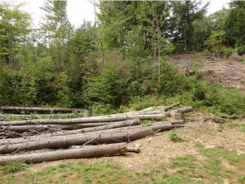 Lot 1.2 Fowler River Road Alexandria, NH 03222 - Photo 3 of 13