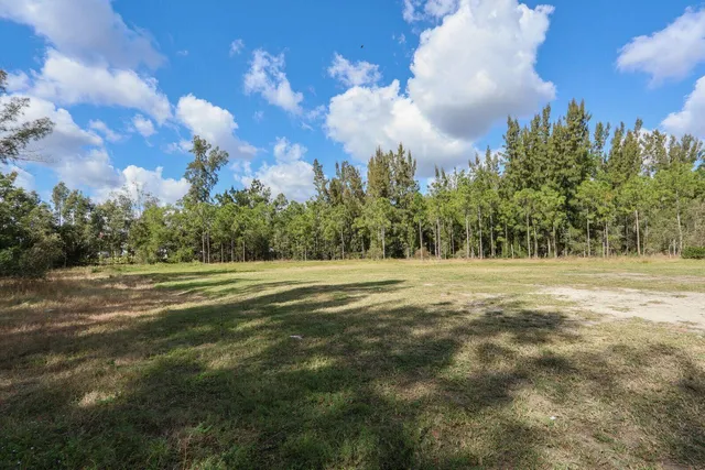 a view of large trees and grass