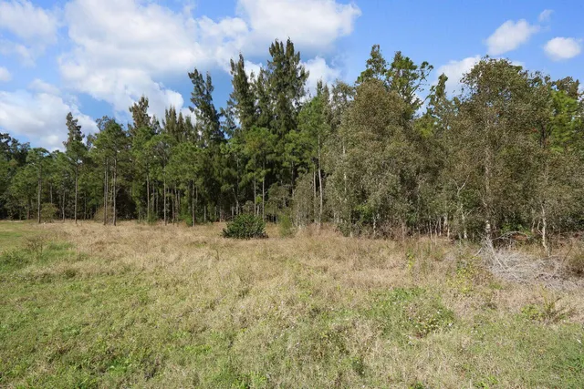 a view of a dry yard with trees