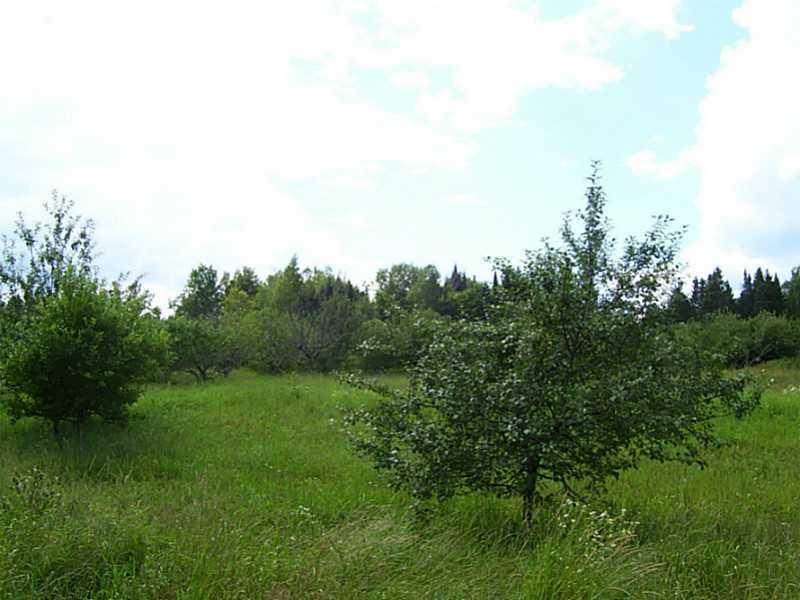 Other. Apple Trees