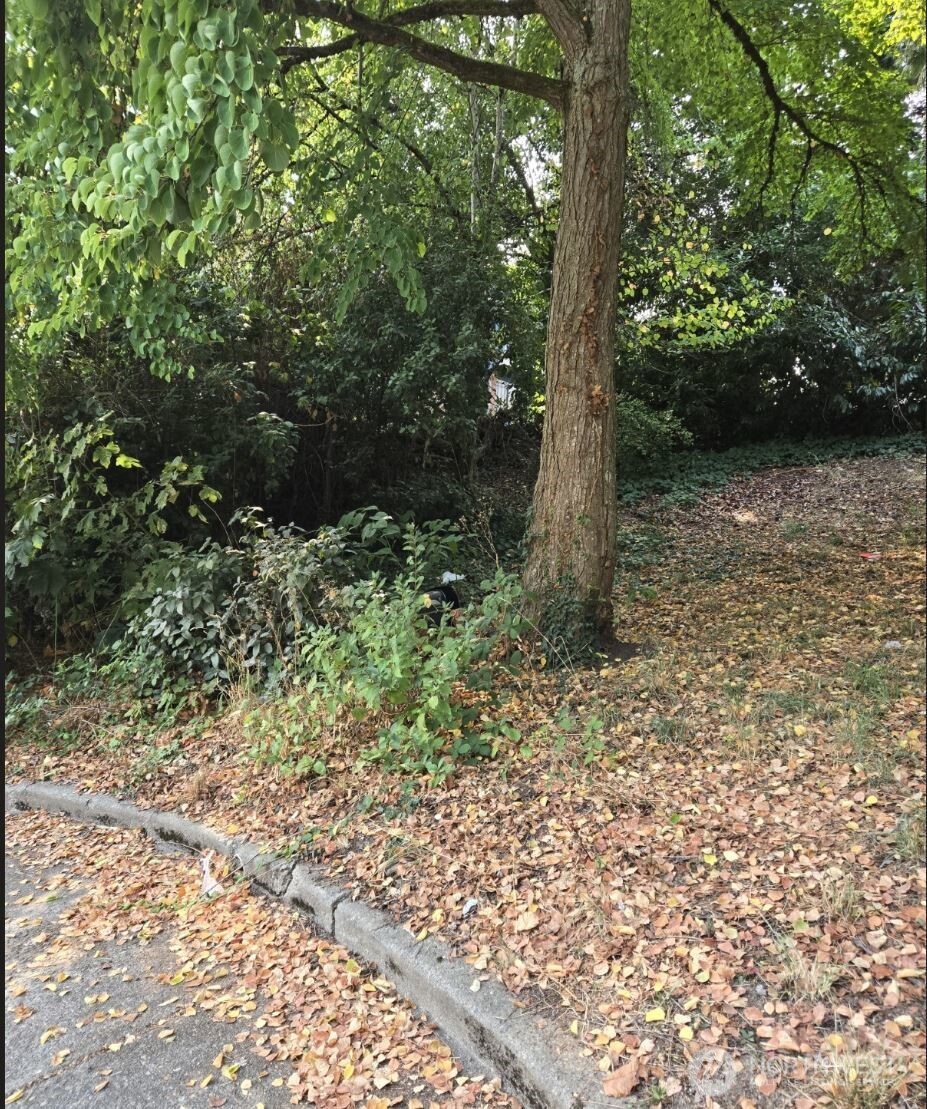 4819 South Myrtle Street Seattle, WA 98118 - Photo 3 of 13 a view of a forest with trees