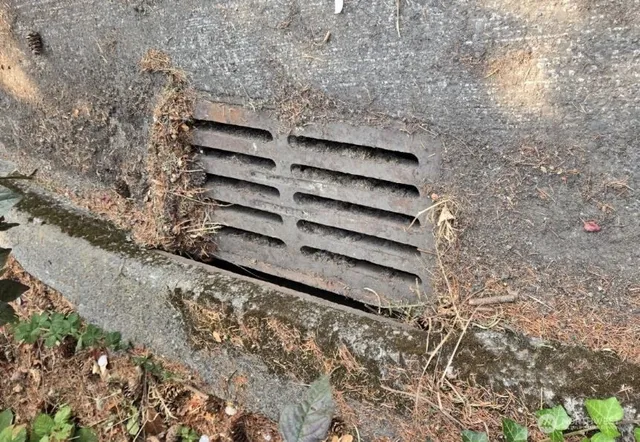 a view of a dry yard with wooden fence and large trees