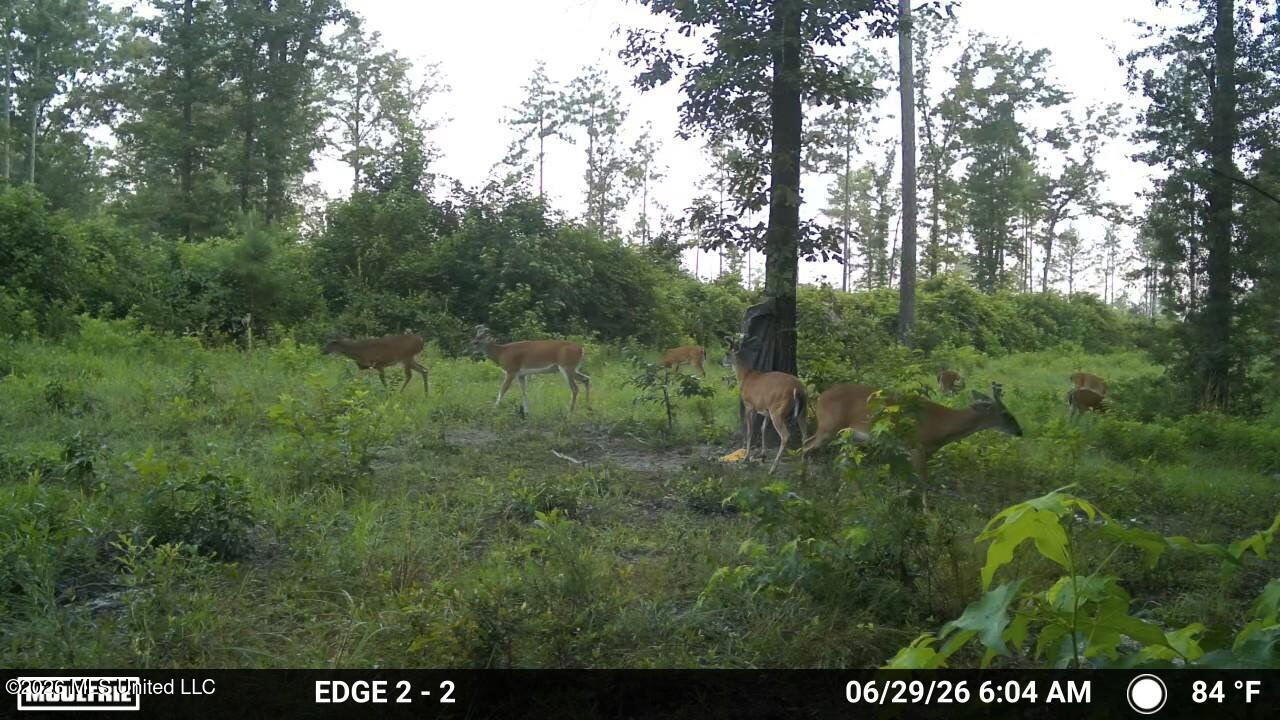 286 Matthew Johnson Road Wiggins, MS 39577 - Photo 7 of 15 image6