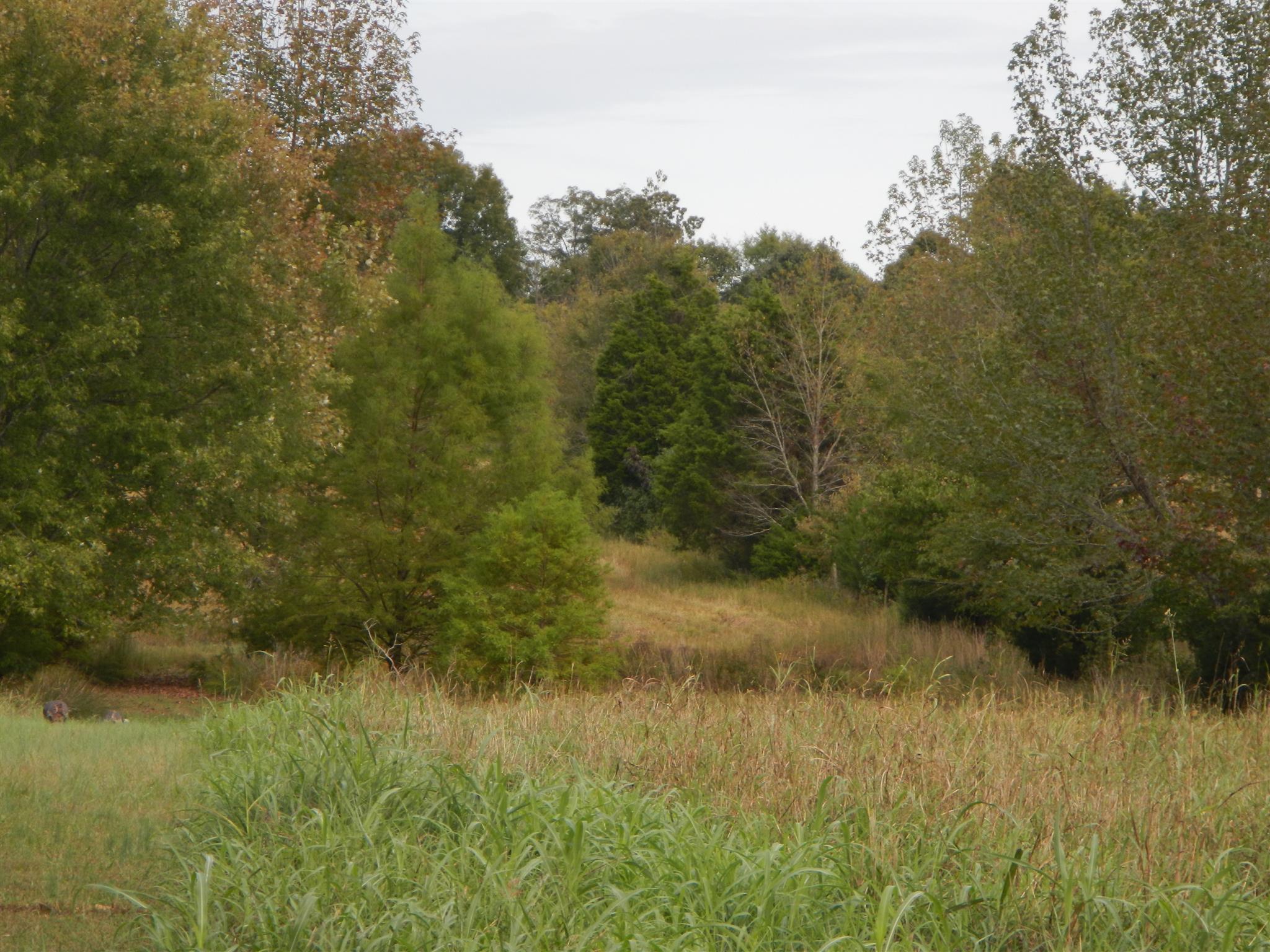 775 Iron Workers Road Clarksville, TN 37043 - Photo 7 of 8 Back field