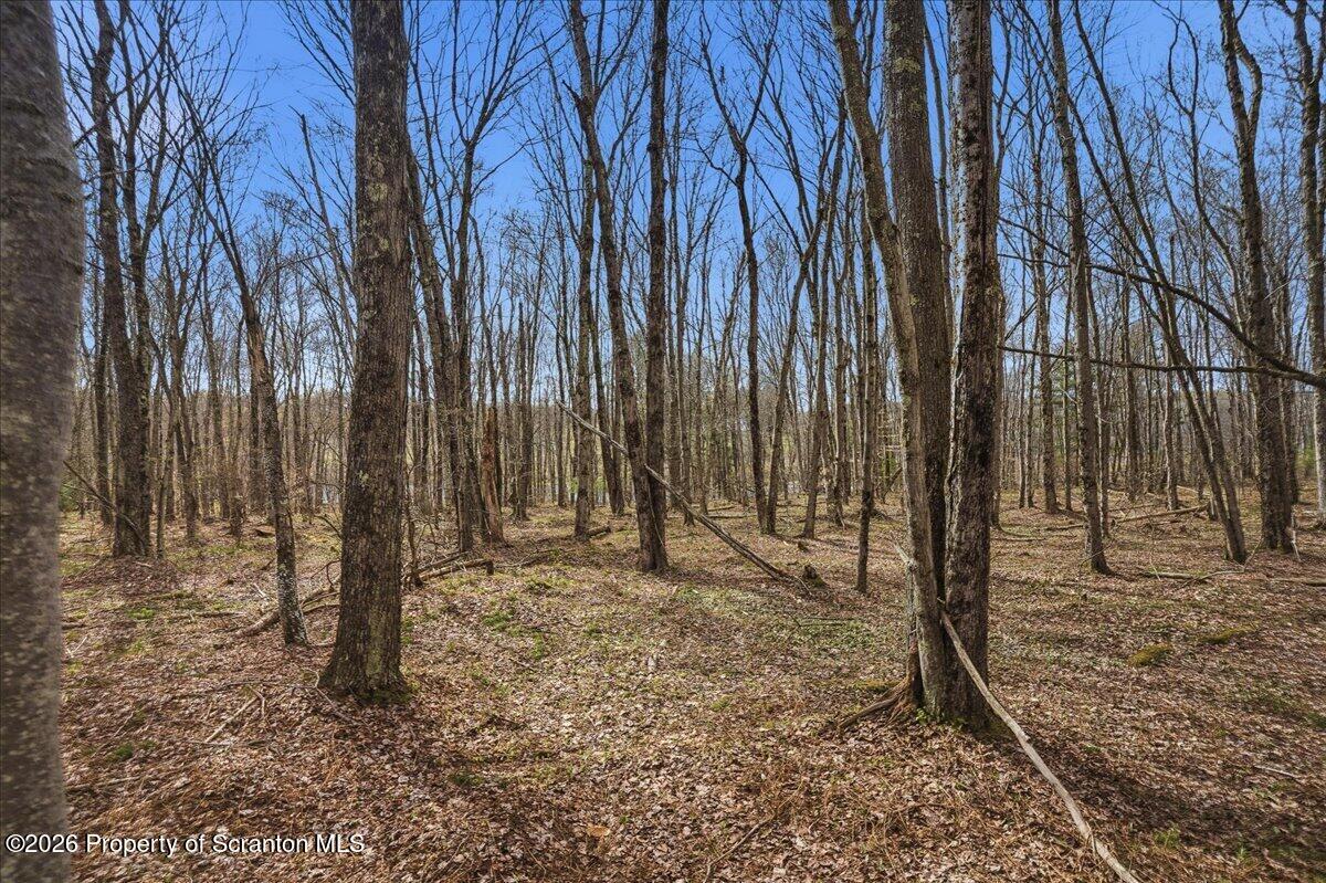 1140 Ball Pond Road Thompson, PA 18465 - Photo 15 of 68 a backyard of a house with lots of tall trees