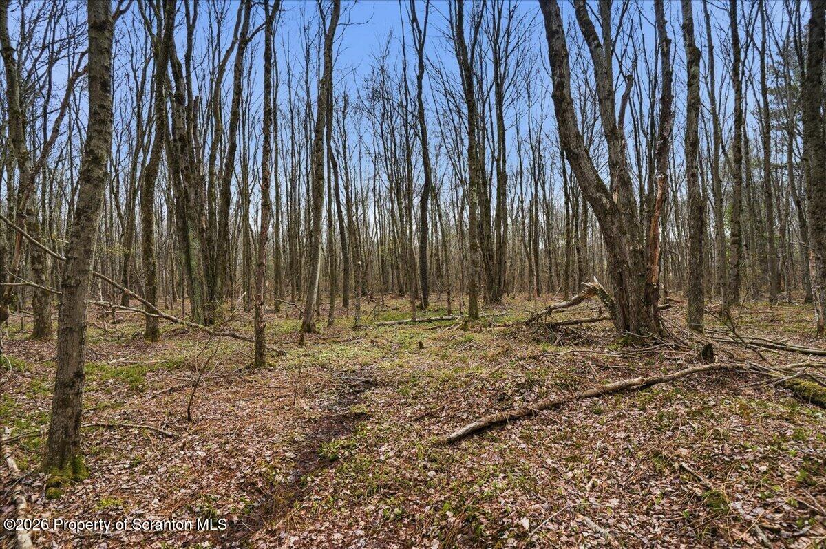1140 Ball Pond Road Thompson, PA 18465 - Photo 24 of 68 a view of a backyard