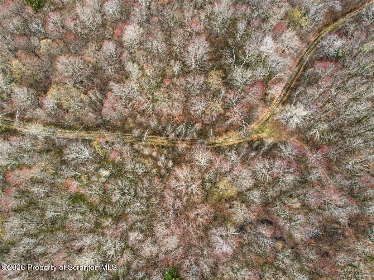 1140 Ball Pond Road Thompson, PA 18465 - Photo 46 of 68 a close up of a tree