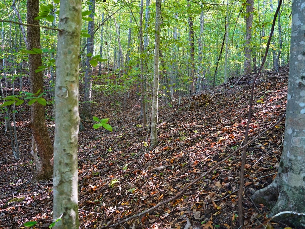 Tbd County Line Road Patrick Springs, VA 24133 - Photo 42 of 49 Gallery Image 42