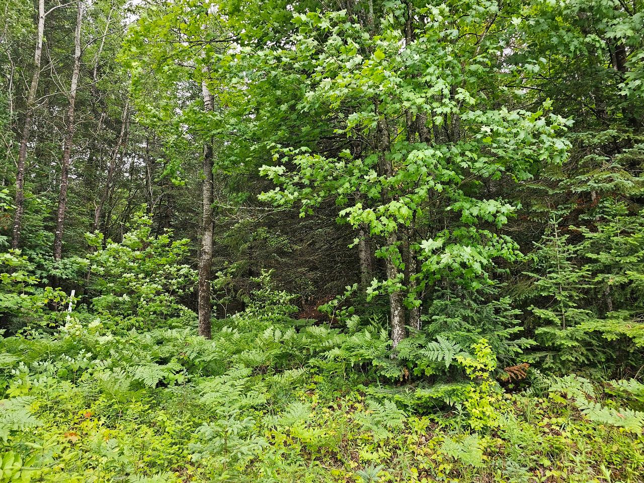 Lot 2-off Lot 2-off Gerry Road Hurley, WI 54534 - Photo 9 of 12 Gallery Image 9
