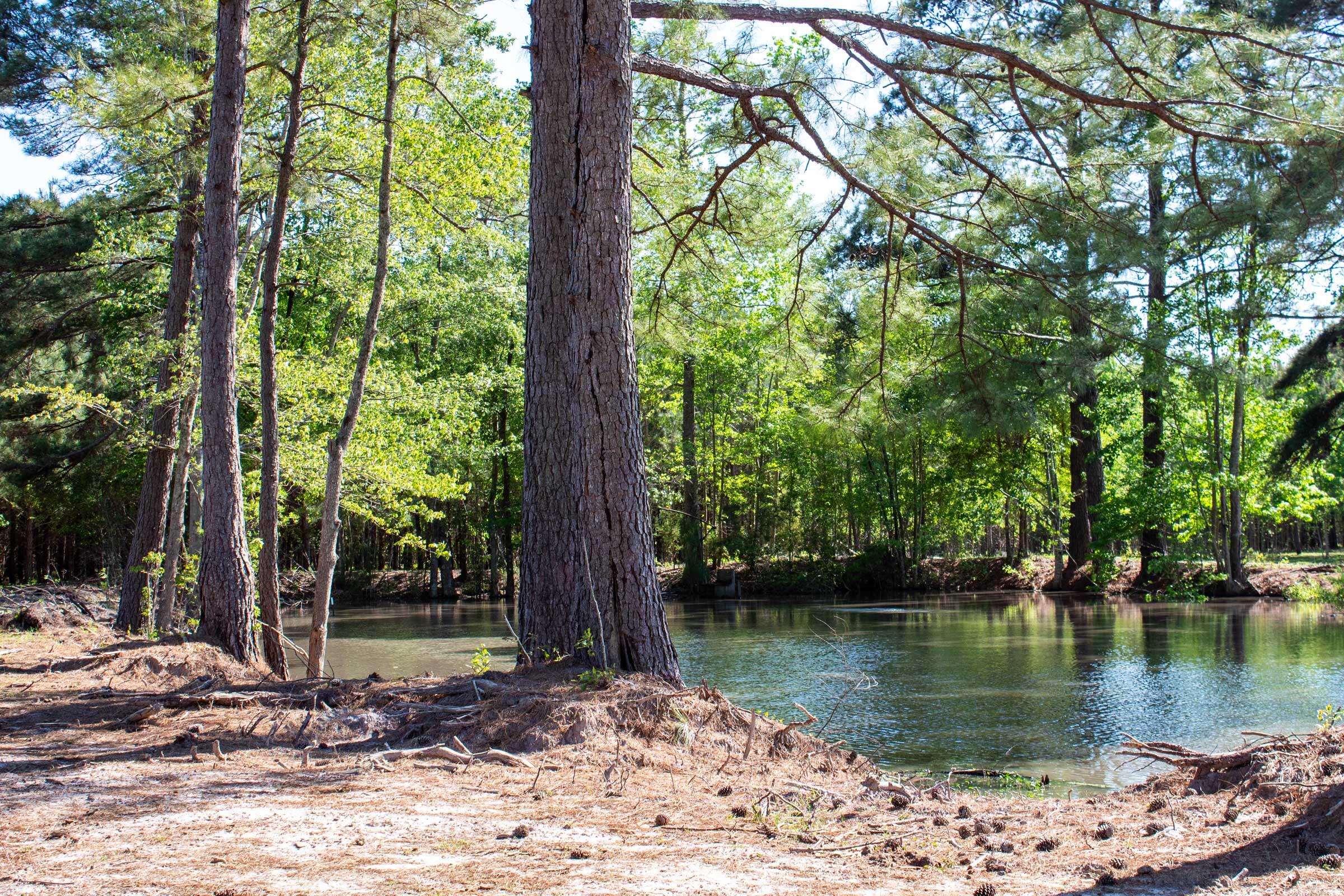 589 Hudson Mill Road Walterboro, SC 29488 - Photo 6 of 29 IMG_1849